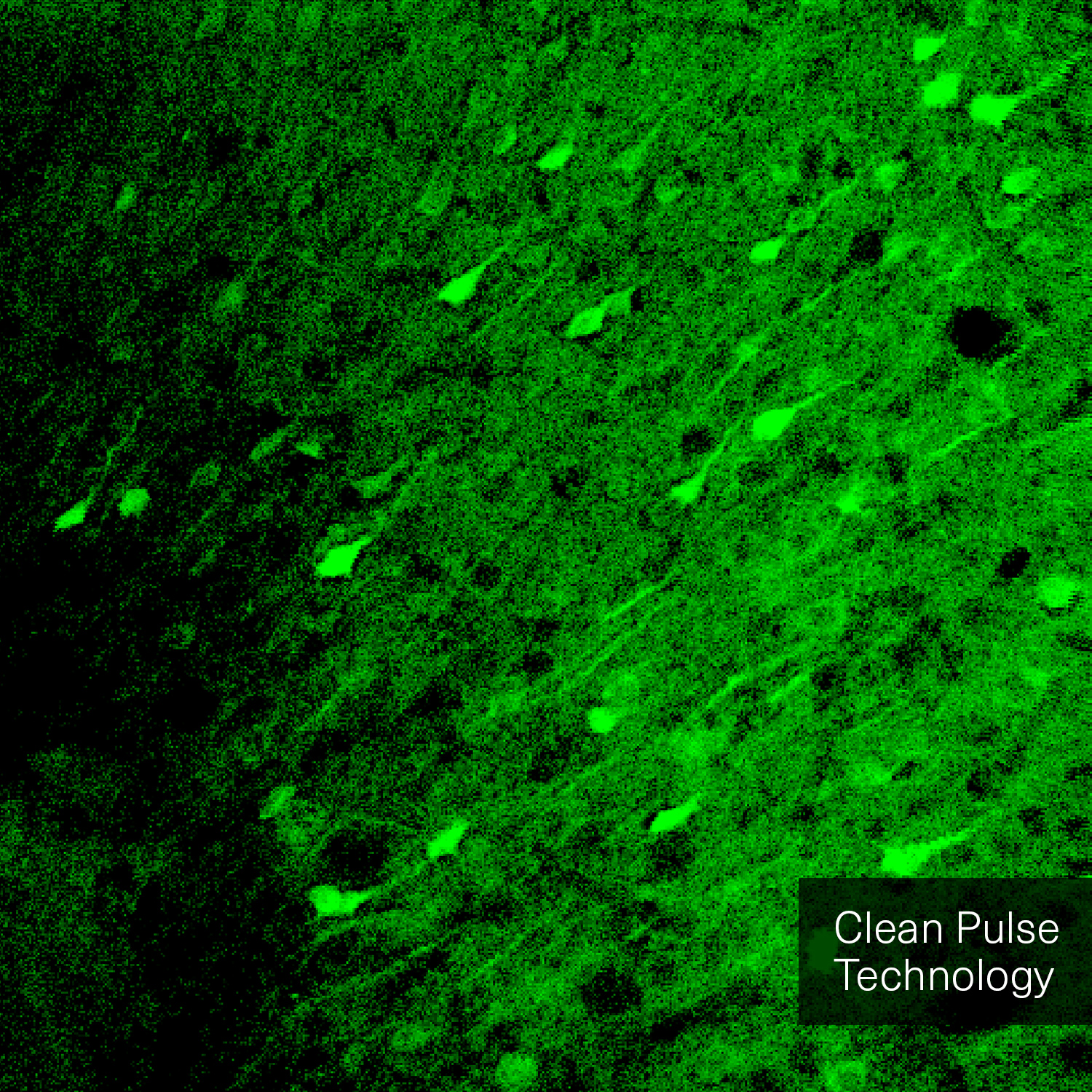 The image is a comparative visualization showing the difference between two microscopy techniques. On the left side, labeled "without Clean Pulse Technology," the image appears darker and less detailed. On the right side, labeled "with Clean Pulse Technology," the image is brighter and shows more distinct and clear details of the microscopic sample. A vertical line divides the two halves, with a circular icon featuring arrows pointing left and right at the center, indicating the comparison. The background of both sides is green, highlighting the improvements in image clarity and brightness achieved with Clean Pulse Technology.