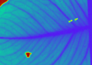 TOPTICA AG - Water-contrast THz imaging: Devil's ivy (Epipremnum aureum) plant leaf with holes. © IIT Delhi, India.